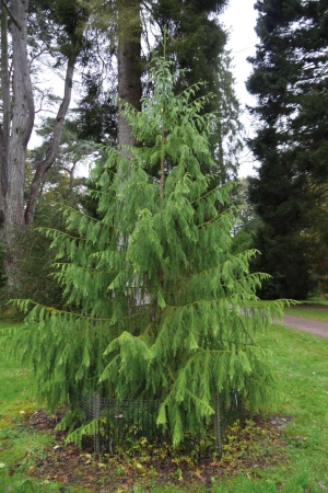 Long bushy leaves hang from the branches of the Taiwania tree